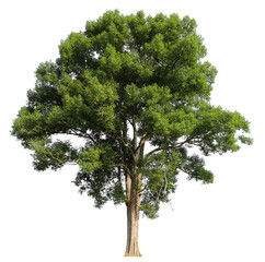 Poster - high resolution single tree 