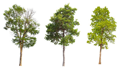 Poster - Collection tree PNG transparent background easy to drag and drop to main project