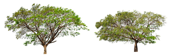 Poster - collection PNG transparent tree 