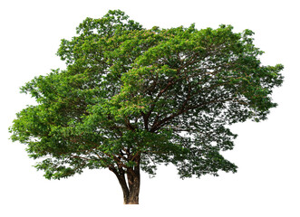 Poster - high resolution single tree 