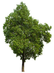 Poster - tree on transparent background PNG file removed original background, easy to drag and drop file to mamin project 