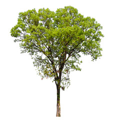Fototapete - tree on transparent background PNG file removed original background, easy to drag and drop file to mamin project 