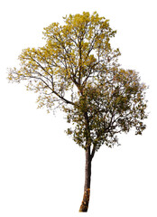 Poster - autumn tree PNG transparent background removed original background, Big tree in single picture for high qaulity and high resolution  