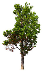 Poster - tree on transparent background PNG file removed original background, easy to drag and drop file to mamin project 