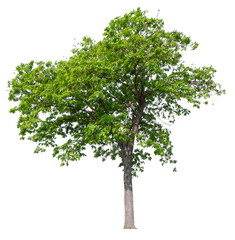 Poster - tree on transparent background PNG file removed original background, easy to drag and drop file to mamin project 