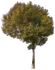 Poster - autumn tree PNG transparent background removed original background, Big tree in single picture for high qaulity and high resolution  