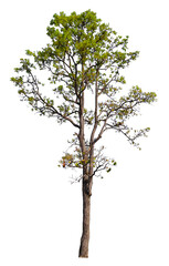Fototapete - tree on transparent background PNG file removed original background, easy to drag and drop file to mamin project 