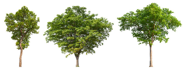 Poster - Collection tree PNG transparent background easy to drag and drop to main project