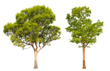 Poster - Collection tree PNG transparent background easy to drag and drop to main project