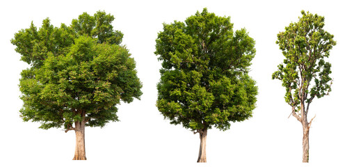 Poster - Collection tree PNG transparent background easy to drag and drop to main project