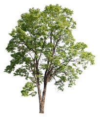 Poster - PNG file high qaulity big tree transparent background, easy to drag and drop to main project