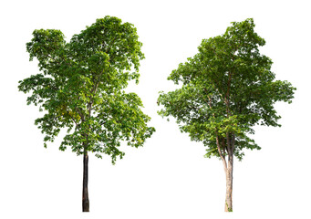 Poster - Collection tree PNG transparent background easy to drag and drop to main project