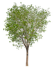 Poster - high resolution single tree 