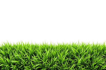 Poster - Lush green grass border isolated style on a clean white background, concept of nature, freshness, and landscaping design. Ai generative