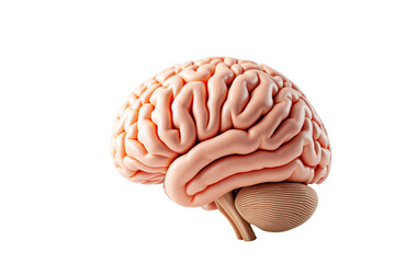 Poster - Human brain anatomical model isolated with realistic texture and soft lighting on white background, concept of science, medicine, and cognition. Ai generative