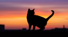 猫のシルエット ピンクの夕日 無料画像 - Public Domain Pictures