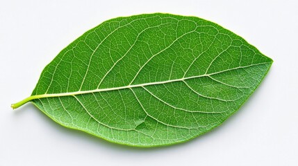 Poster - Close up view of a single, vibrant green leaf with prominent veins, isolated on a plain white background. The leaf is ovate with a smooth texture.