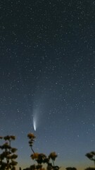 Wall Mural - Comet Neowise C 2020 F3 In Night Starry Sky Above Flowering Buckwheat. Night Stars. Comet At A Distance Of 104 Million Kilometres. Timelapse Hyperlapse Hyper lapse, motion