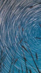 Wall Mural - Timelapse Spin Trails Of Stars Above Young Wheat Sprouts In Summer Agricultural Season. Rotate Sky Star Background. Night Starry Sky Glowing Milky Way Stars And Meteoric Track Trails Above Young