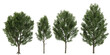 © Saifstock - Collection of Neem,Prunus fruticosa Trees on transparent background