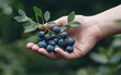 © creatfive - Hand Holding Fresh Blueberries with Green Leaves