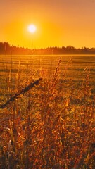 Wall Mural - Beautiful autumn field landscape TimeLapse Time-Lapse. Sun Shining During Sunny Sunset Evening. Calm Country landscape meadow field. sunset sun sunshine shine light. Countryside Rural Landscape