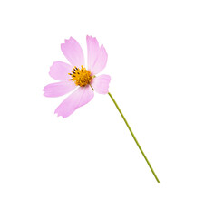 Wall Mural - pink cosmos flower isolated on white or transparent background