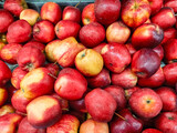 An apple is a round, edible fruit produced by an apple tree Malus spp. Fruit trees of the orchard or domestic apple Malus domestica, the most widely grown in the genus, are cultivated worldwide.