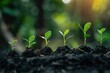 © MadMouse - Several small green plants growing in dark soil under soft light