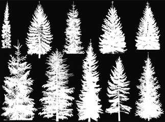 Wall Mural - pine ten thin silhouettes isolated on black