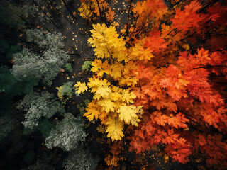 Poster - Forest canopy changing colors as seasons shift, revealing the passage of time across the landscape