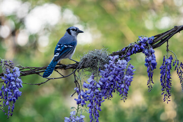 Wall Mural - blue jay perched on a wisteria vine