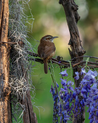 Wall Mural - a carolina wren on a tree stump