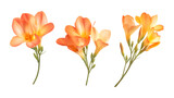 Freesia Set in Three Different Poses on Transparent Background for Floral Illustrations, Greeting Cards, or Botanical Art
