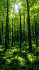  Lush green forest with tall trees basking in sunlight filtering through the canopy casting dappled shadows on the fore