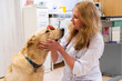 © ShapikMedia - Brno, Czech Republic - March 28, 2025: A veterinarian examines a dog during an appointment at a veterinary clinic