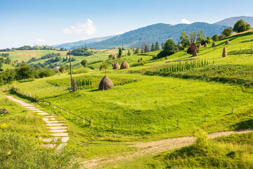 Wall Mural - haystacks on the agricultural field near the forest. scenic view. rural landscape at the foot of the