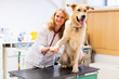 © ShapikMedia - Brno, Czech Republic - March 28, 2025: A veterinarian examines a dog during an appointment at a veterinary clinic