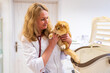 © ShapikMedia - Brno, Czech Republic - March 28, 2025: A veterinarian examines a cat during an appointment at a veterinary clinic