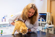 © ShapikMedia - Brno, Czech Republic - March 28, 2025: A veterinarian examines a cat during an appointment at a veterinary clinic