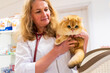 © ShapikMedia - Brno, Czech Republic - March 28, 2025: A veterinarian examines a cat during an appointment at a veterinary clinic