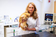 © ShapikMedia - Brno, Czech Republic - March 28, 2025: A veterinarian examines a cat during an appointment at a veterinary clinic