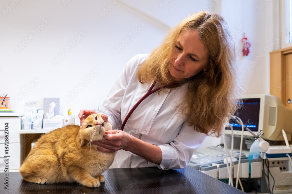 Brno, Czech Republic - March 28, 2025: A veterinarian examines a cat ...