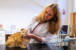 © ShapikMedia - Brno, Czech Republic - March 28, 2025: A veterinarian examines a cat during an appointment at a veterinary clinic