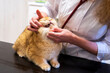 © ShapikMedia - Brno, Czech Republic - March 28, 2025: A veterinarian examines a cat during an appointment at a veterinary clinic