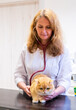 © ShapikMedia - Brno, Czech Republic - March 28, 2025: A veterinarian examines a cat during an appointment at a veterinary clinic