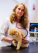© ShapikMedia - Brno, Czech Republic - March 28, 2025: A veterinarian examines a cat during an appointment at a veterinary clinic