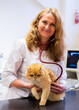 © ShapikMedia - Brno, Czech Republic - March 28, 2025: A veterinarian examines a cat during an appointment at a veterinary clinic