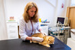 © ShapikMedia - Brno, Czech Republic - March 28, 2025: A veterinarian examines a cat during an appointment at a veterinary clinic