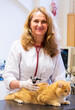 © ShapikMedia - Brno, Czech Republic - March 28, 2025: A veterinarian examines a cat during an appointment at a veterinary clinic